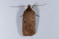 Agonopterix scopariella