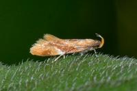 Epicallima formosella