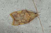 Carcina quercana