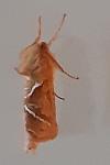 Triodia sylvina
