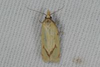 Agapeta hamana