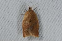 Clepsis consimilana