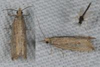 Bactra