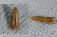 Tischeria