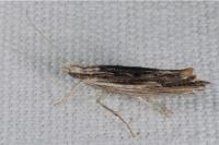 Ypsolopha scabrella