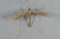 Stenoptilia