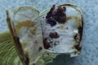 Etainia sericopeza
