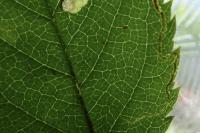 Stigmella anomalella