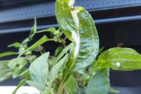 Cosmopterix pulchrimella
