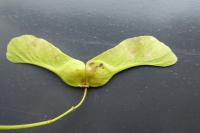 Etainia sericopeza