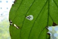 Antispila petryi