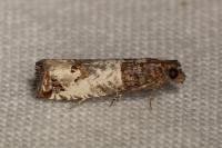 Notocelia incarnatana