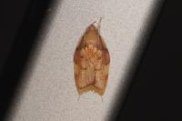 Carcina quercana