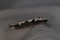 Ethmia bipunctella