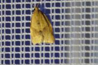 Clepsis consimilana