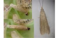 Coleophora lutipennella