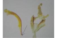 Coleophora lutipennella