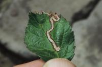Stigmella