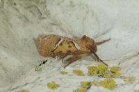 Triodia sylvina