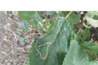 Lyonetia clerkella