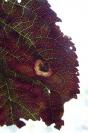 Stigmella plagicolella