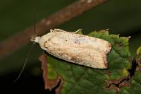 Agonopterix