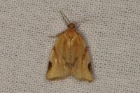 Paramesia gnomana