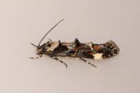 Mompha conturbatella