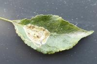 Callisto denticulella