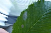Phyllonorycter esperella