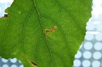 Stigmella trimaculella