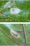 Phyllonorycter platani