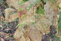 Cameraria ohridella