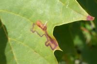 Stigmella aceris