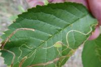 Lyonetia clerkella
