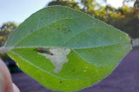 Cosmopterix pulchrimella