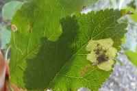 Stigmella plagicolella