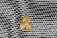 Acleris forsskaleana