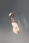 Trichophaga tapetzella