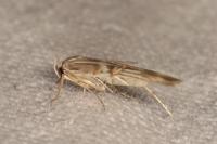 Palumbina guerinii