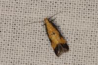 Brachmia dimidiella