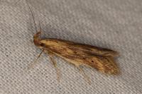 Metzneria