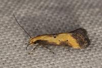 Brachmia dimidiella