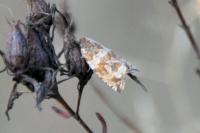 Celypha cespitana
