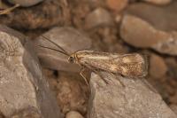 Brachodes funebris