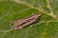 Mirificarma mulinella