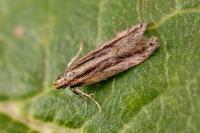 Mirificarma mulinella