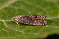 Cydia splendana