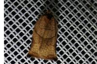 Archips podana