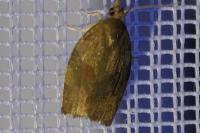 Pandemis heparana